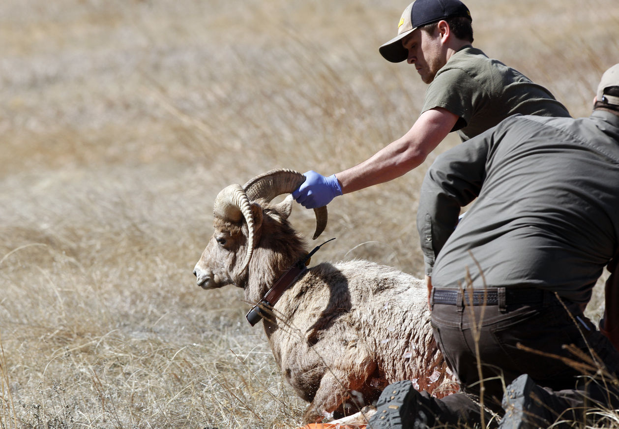 031216-nws-bighorn011.JPG